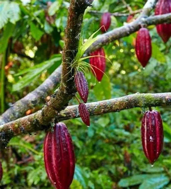 Thai__Red_Cocoa_Plant_Fruit_&_Fruit_Trees_Rare_Hybrid_Dwarf_"_Red_Colour_Cocoa_Plant_&_Tree__Red
