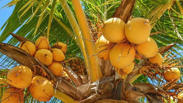 Dwarf_Malaysian_Varieties_Coconut_Plant