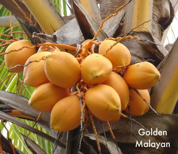Dwarf_Malaysian_Varieties_Coconut_Plant