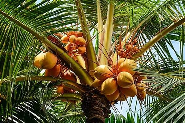 Dwarf_Malaysian_Varieties_Coconut_Plant