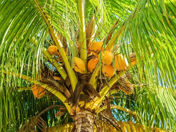 Dwarf_Malaysian_Varieties_Coconut_Plant