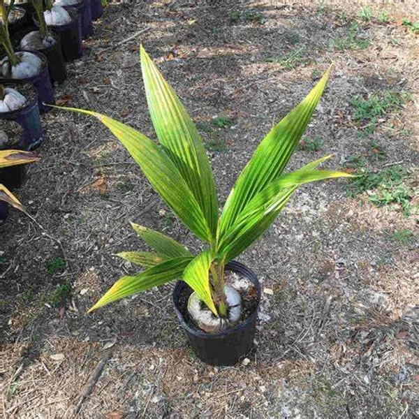 Dwarf_Malaysian_Varieties_Coconut_Plant
