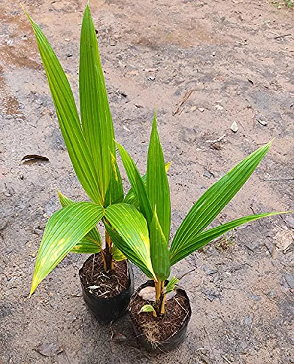 Dwarf_Malaysian_Varieties_Coconut_Plant