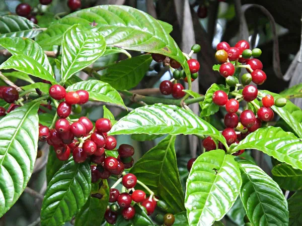 Coffee_Plant_For_Home_Gardening_Hybrid_Coffee_Bins_With_Amazing_Flabour_(Pack_Of_1)