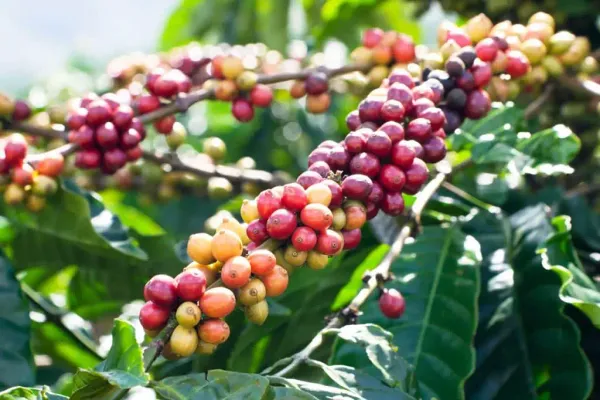 Coffee_Plant_For_Home_Gardening_Hybrid_Coffee_Bins_With_Amazing_Flabour_(Pack_Of_1)