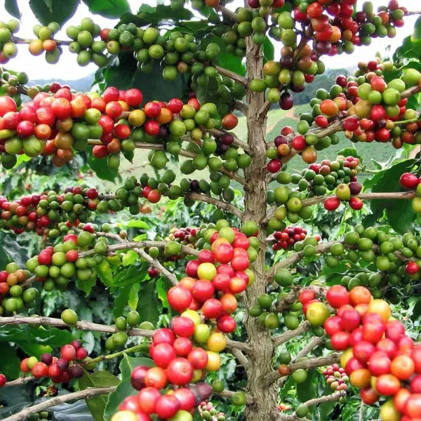Coffee_Plant_For_Home_Gardening_Hybrid_Coffee_Bins_With_Amazing_Flabour_(Pack_Of_1)