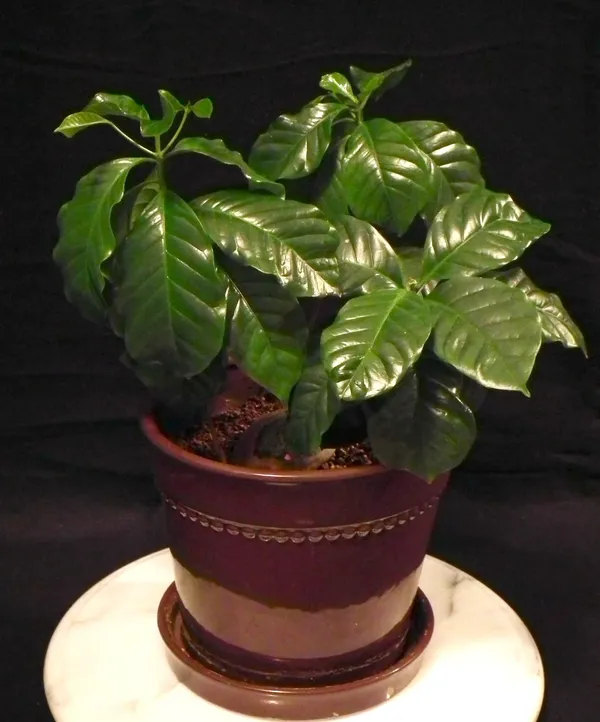Coffee_Plant_For_Home_Gardening_Hybrid_Coffee_Bins_With_Amazing_Flabour_(Pack_Of_1)
