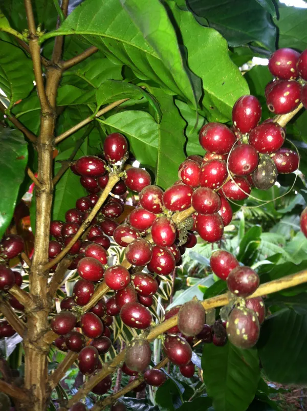Coffee_Plant_For_Home_Gardening_Hybrid_Coffee_Bins_With_Amazing_Flabour_(Pack_Of_1)