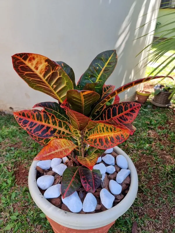 Corton__(Air_Purifying)_Plant_For_Shrub|Bush|Sweet_Home_Decoration_&_Gardening_Dwarf_Variety_Corton_Plant_Suitable_For_Indoor|Outdoor_Hybrid