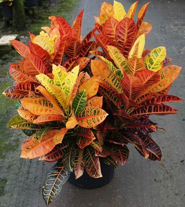 Corton__(Air_Purifying)_Plant_For_Shrub|Bush|Sweet_Home_Decoration_&_Gardening_Dwarf_Variety_Corton_Plant_Suitable_For_Indoor|Outdoor_Hybrid