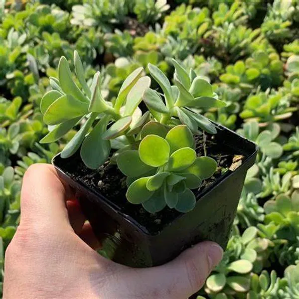 Crassula_Air_Purifying__Indoor_Plant