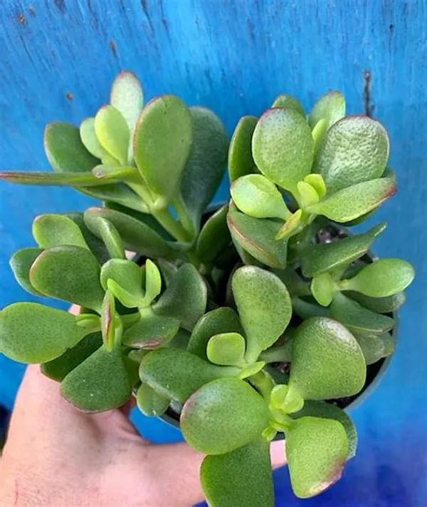 Crassula_Air_Purifying__Indoor_Plant