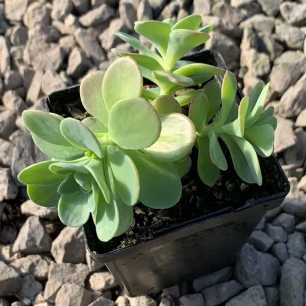 Crassula_Air_Purifying__Indoor_Plant