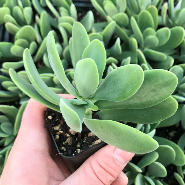 Crassula_Air_Purifying__Indoor_Plant