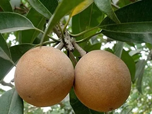 Thai_All_Time_Cricket_Ball_Chiku_Sweet_Dwarf_Hybrid_Chiku-SapotaGrafted_lant_&_Tree_Fruit_After_2_Month_To5_Month