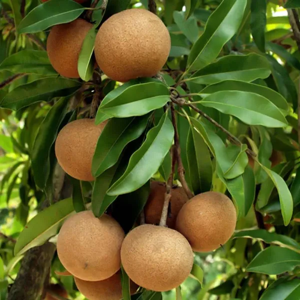 All_Time_Cricket_Ball_Chiku_Fruit_Plant_&_Tree_(1.5-3.5_Ft_Hight)_For_Home_Gardening_12_Month_Cricket_Ball_Sapota_Grafted_Fruit_Plant