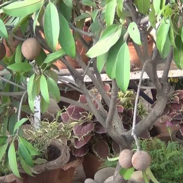 All_Time_Cricket_Ball_Chiku_Fruit_Plant_&_Tree_(1.5-3.5_Ft_Hight)_For_Home_Gardening_12_Month_Cricket_Ball_Sapota_Grafted_Fruit_Plant