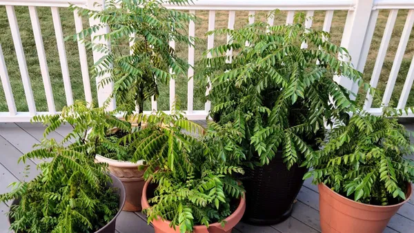 Curry_Patta_Healthy_Plant_&_Tree_(1.5-3.5_Ft_Hight)_For_Sweet_Home_Gardening_Curry_Leaves_|Patta_Highly_Benefited_Plant_Hybrid