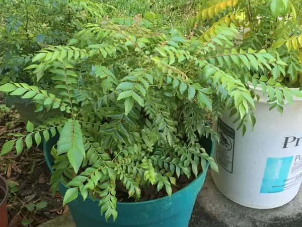 Curry_Patta_Healthy_Plant_&_Tree_(1.5-3.5_Ft_Hight)_For_Sweet_Home_Gardening_Curry_Leaves_|Patta_Highly_Benefited_Plant_Hybrid
