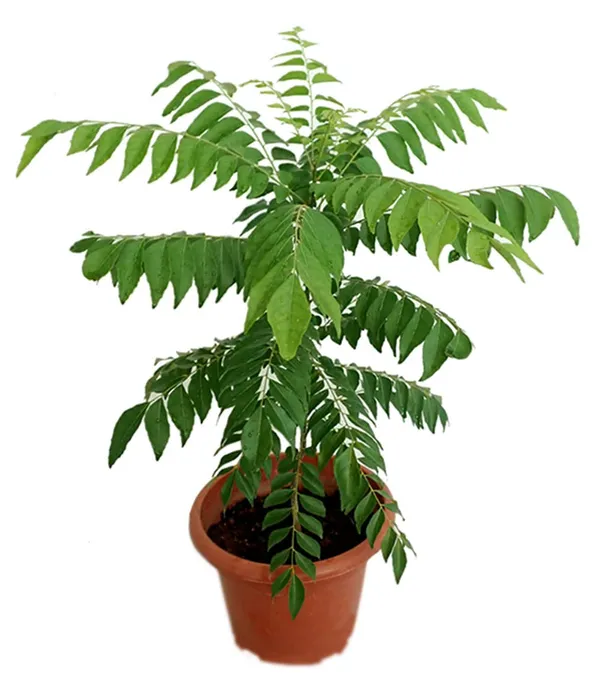Curry_Patta_Healthy_Plant_&_Tree_(1.5-3.5_Ft_Hight)_For_Sweet_Home_Gardening_Curry_Leaves_|Patta_Highly_Benefited_Plant_Hybrid