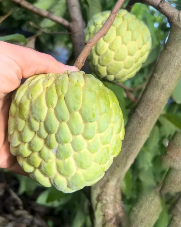 Custard_Apple_Hybrid_Fruit_Plant_&_Tree_For_Gardening_Healthy_Custard_Apple_Plant_Age_1.5_Years,_Suitable_Location_Outdoor_Grafted