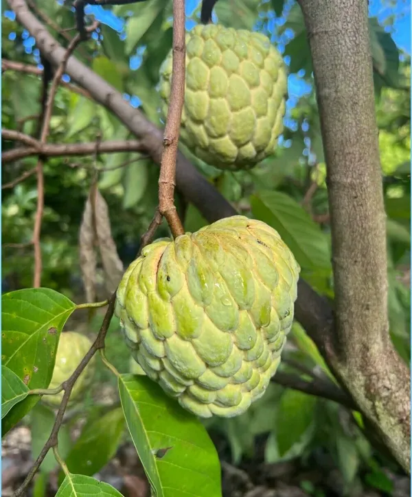 Custard_Apple_Hybrid_Fruit_Plant_&_Tree_For_Gardening_Healthy_Custard_Apple_Plant_Age_1.5_Years,_Suitable_Location_Outdoor_Grafted