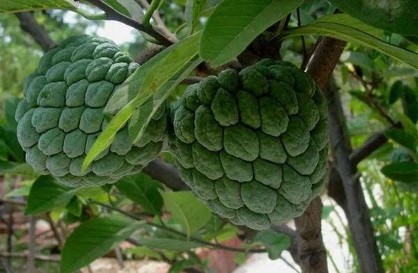 Custard_Apple_Hybrid_Fruit_Plant_&_Tree_For_Gardening_Healthy_Custard_Apple_Plant_Age_1.5_Years,_Suitable_Location_Outdoor_Grafted