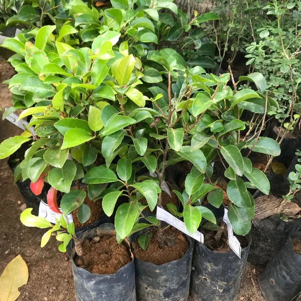 Hybrid_Grafted_Olive_|_Jolpai_Plant