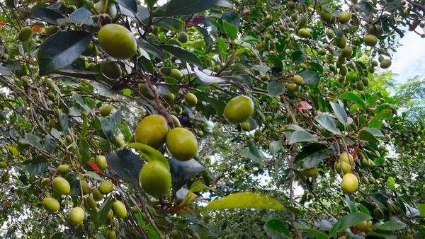 Hybrid_Grafted_Olive_|_Jolpai_Plant