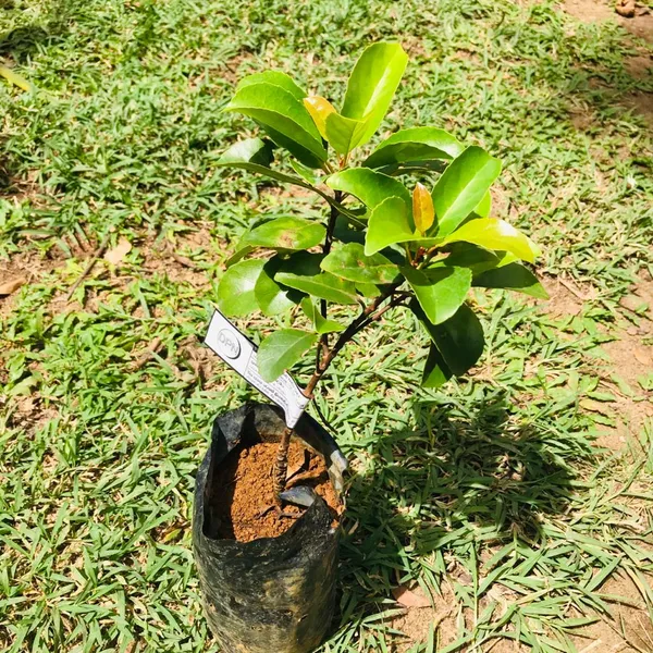 Hybrid_Grafted_Olive_|_Jolpai_Plant