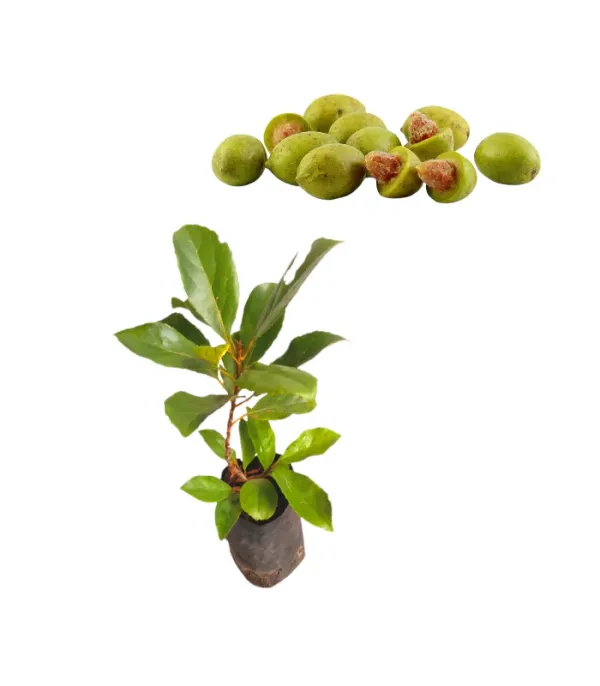 Hybrid_Grafted_Olive_|_Jolpai_Plant