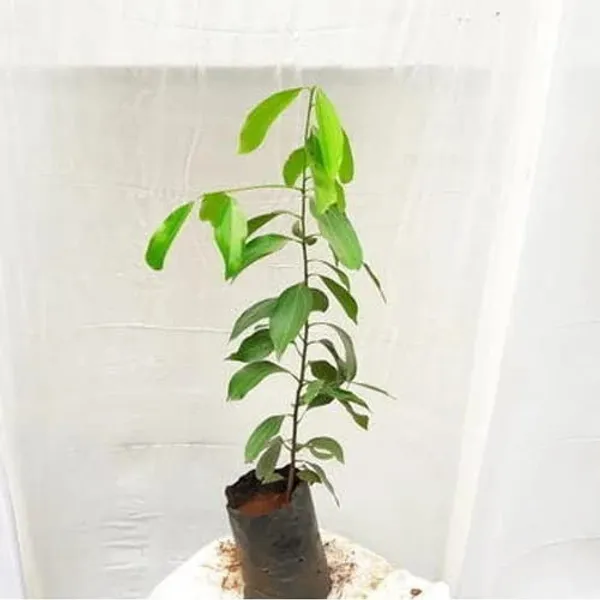 Dal_Chini_Karuvapatta_Cinnamon_Spice_Plants_&_Tree(1.5-3_Feet_Size)