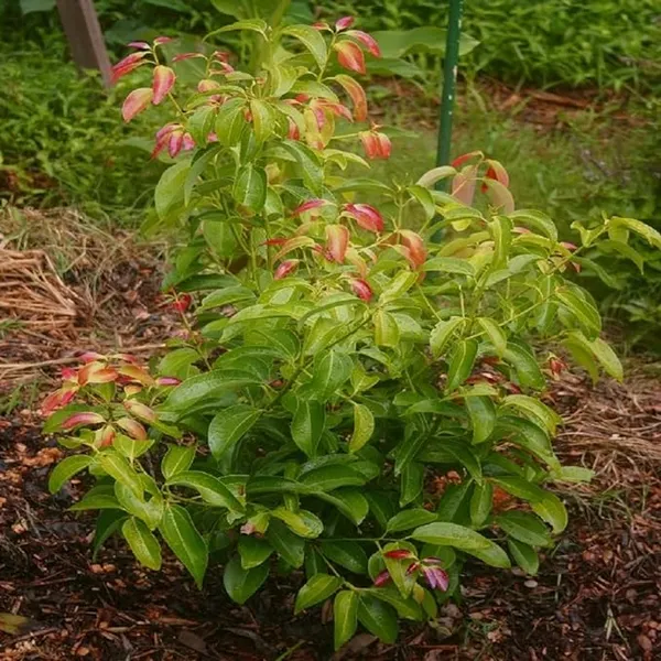 Dal_Chini_Karuvapatta_Cinnamon_Spice_Plants_&_Tree(1.5-3_Feet_Size)
