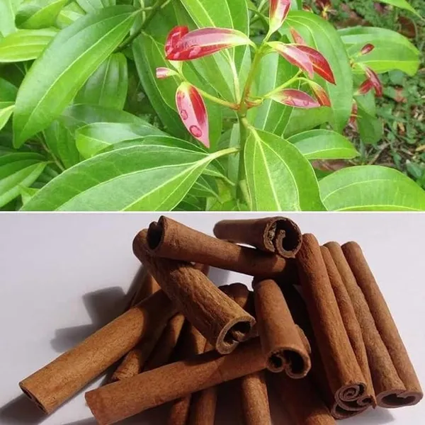 Dal_Chini_Karuvapatta_Cinnamon_Spice_Plants_&_Tree(1.5-3_Feet_Size)