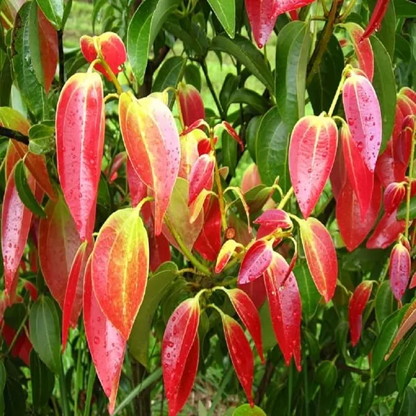 Dal_Chini_Karuvapatta_Cinnamon_Spice_Plants_&_Tree(1.5-3_Feet_Size)