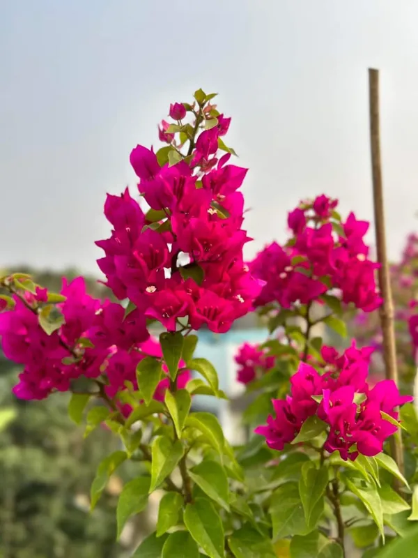 Deep_Pink_Bougainvillea_Flower_Plant