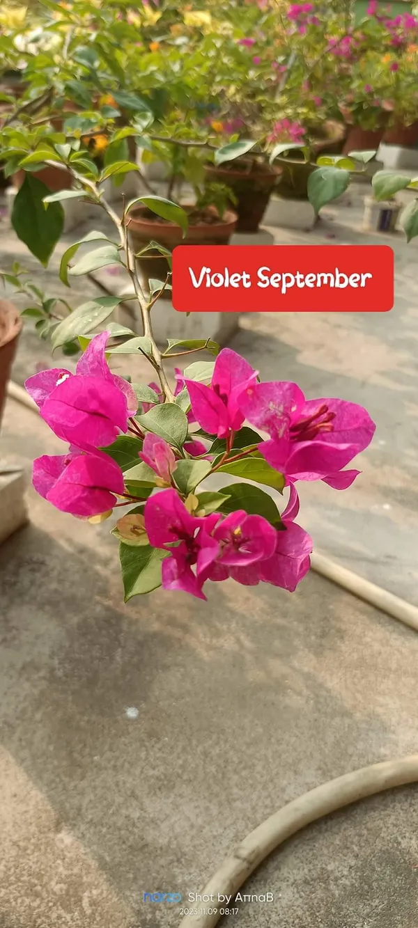 Deep_Pink_Bougainvillea_Flower_Plant