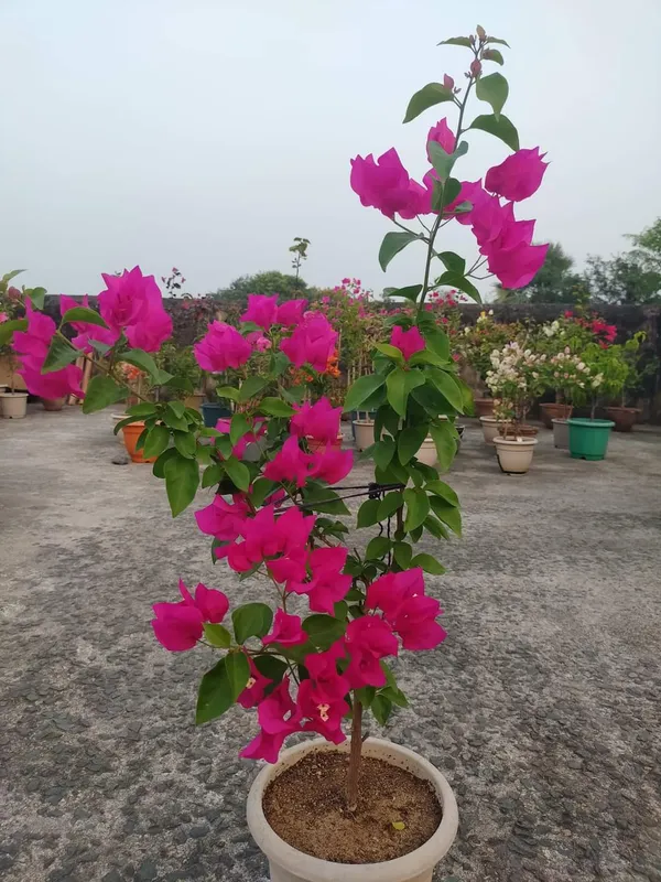 Deep_Pink_Bougainvillea_Flower_Plant