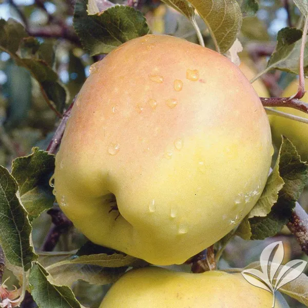 Dorsett_Golden_Grafted_pple_Fruit_1.5-3.5_Ft_Hybrid_Plant