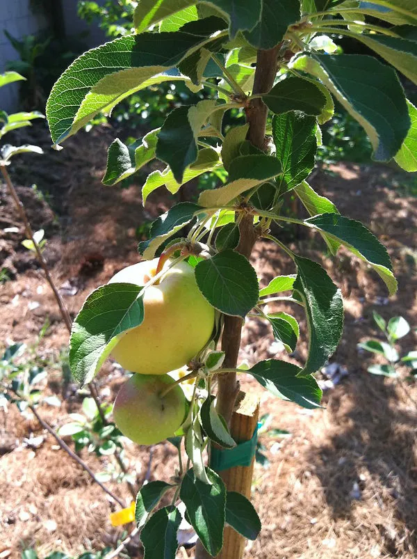 Dorsett_Golden_Grafted_pple_Fruit_1.5-3.5_Ft_Hybrid_Plant