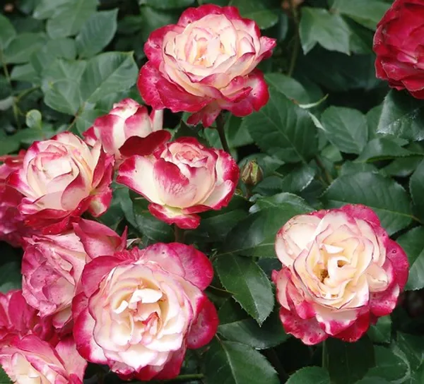 Dutch_Double_Patel_Rose_Flower_1.5-3.5_Ft_Plant