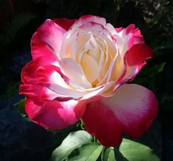 Dutch_Double_Patel_Rose_Flower_1.5-3.5_Ft_Plant