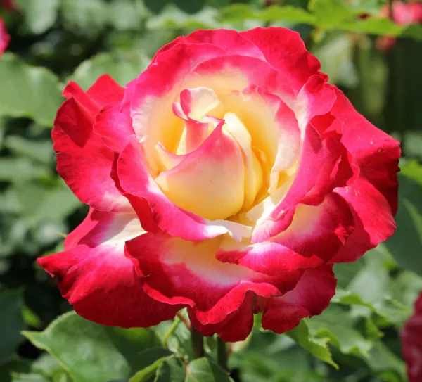 Double_Patel_Dutch_Rose_Flower_Plant