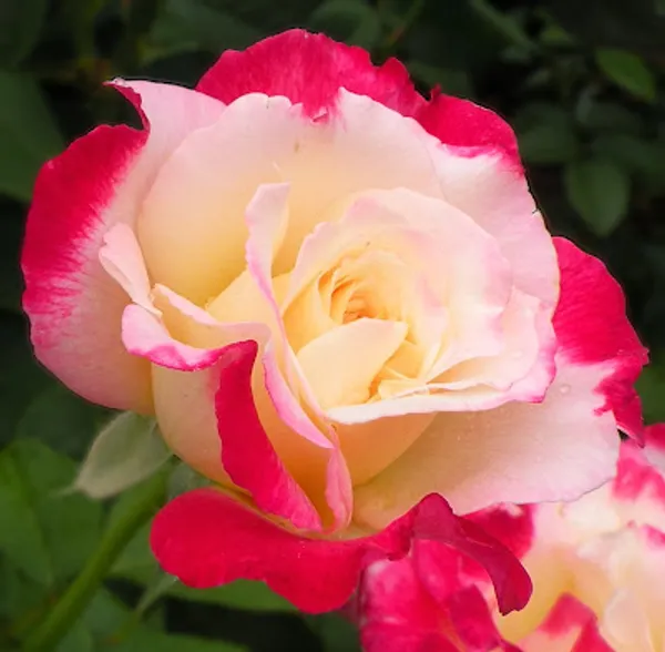 Double_Patel_Dutch_Rose_Flower_Plant