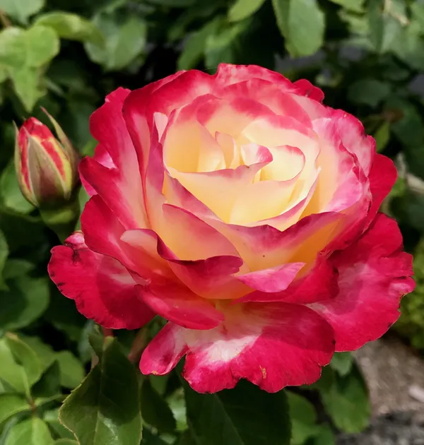 Double_Patel_Dutch_Rose_Flower_Plant