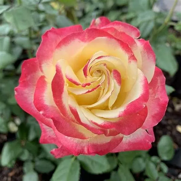 Double_Patel_Dutch_Rose_Flower_Plant