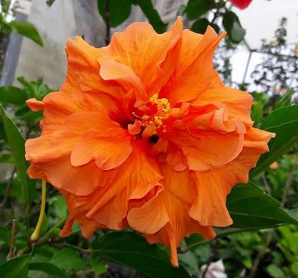 Double_Patel_Orange_Hibiscus_Plant_&_Tree_For_Your_Home_Gardening_Hybrid