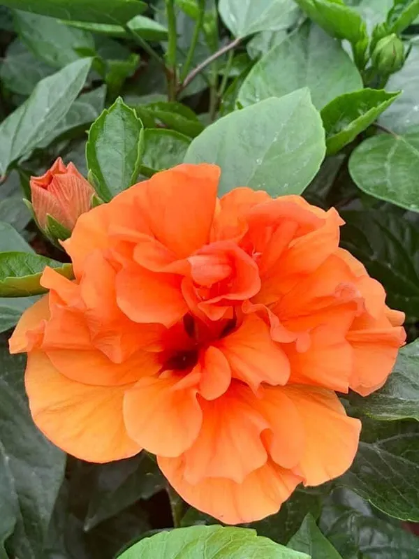 Double_Patel_Orange_Hibiscus_Plant_&_Tree_For_Your_Home_Gardening_Hybrid