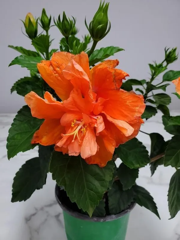 Double_Patel_Orange_Hibiscus_Plant_&_Tree_For_Your_Home_Gardening_Hybrid