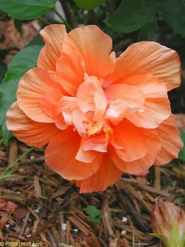 Double_Patel_Orange_Hibiscus_Plant_&_Tree_For_Your_Home_Gardening_Hybrid